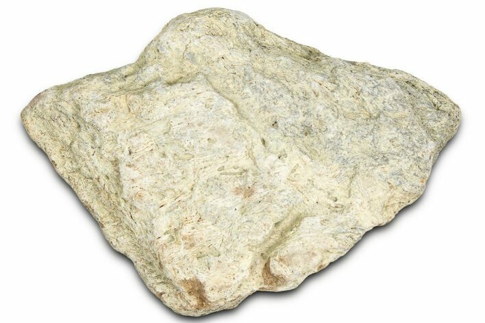 Dinosaur (Triceratops) Frill Shield Section - Montana #366652